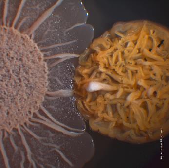 beige sonnenähnliche Kolonie in die gelbe wollknäuelähnliche Kolonie eindringt