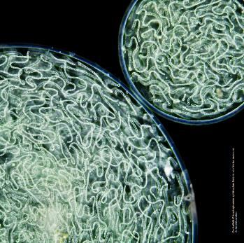 auf dunklem Untergrund berühren sich zwei kreisförmige graugrüne Bakterienkolonien