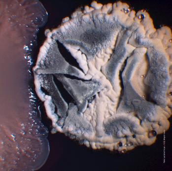 hellgraue Bakterienkolonie mit zerfasertem Rand auf dunklem Untergrund