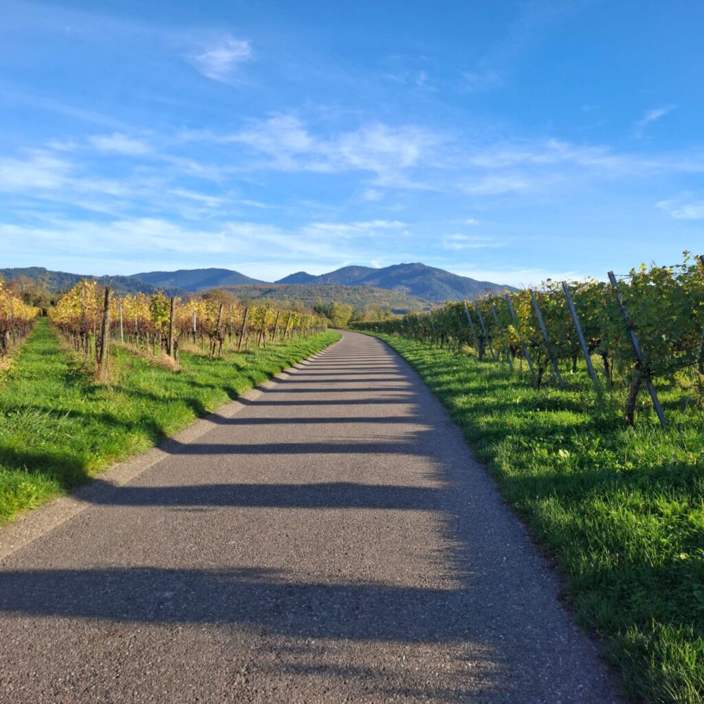 Breiter Wanderweg zwischen Weinreben bis zum Horizont nach hinten verlaufend, im Hintergrund blauer Himmel und Berge